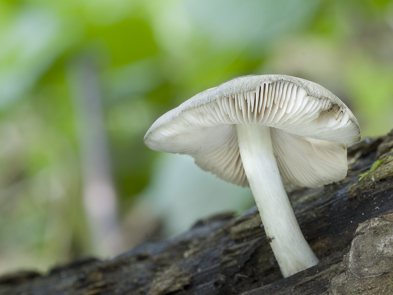 Pluteus salicinus